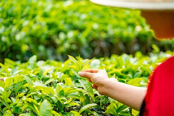 花火植物の育て方とおすすめ品種7選【夏の庭を彩る】