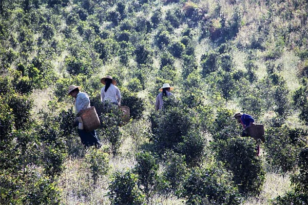 球根の植え方、初心者でも失敗しないコツと実践ガイド