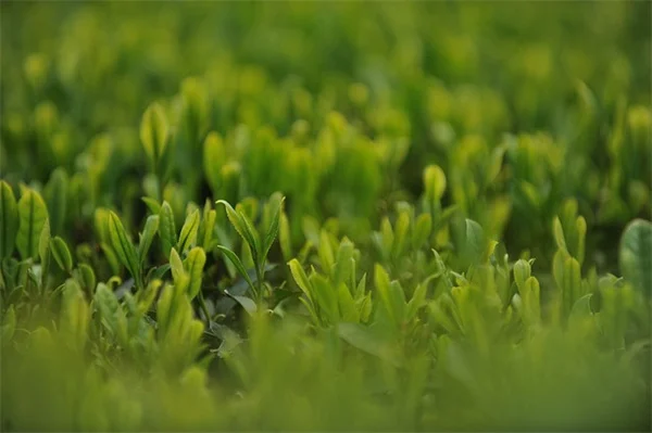 植物の知性はどこまで？実験でわかった3つの事実